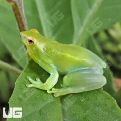 Hatchet Face Tree Frog (Sphaenorhynchus lacteus) For Sale - Underground Reptiles