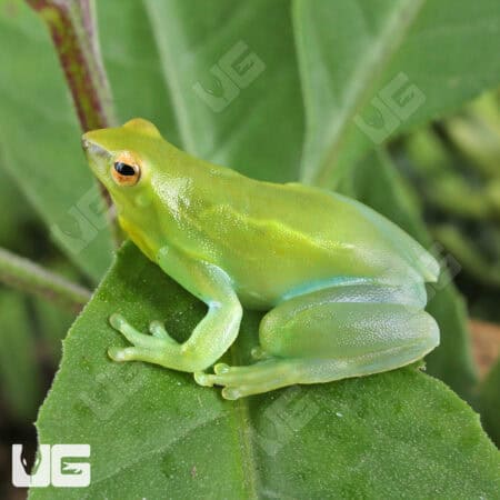 Hatchet Face Tree Frog (Sphaenorhynchus lacteus) For Sale - Underground Reptiles