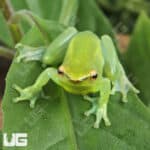 Hatchet Face Tree Frog (Sphaenorhynchus lacteus) For Sale - Underground Reptiles