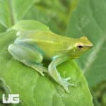 Hatchet Face Tree Frog (Sphaenorhynchus lacteus) For Sale - Underground Reptiles