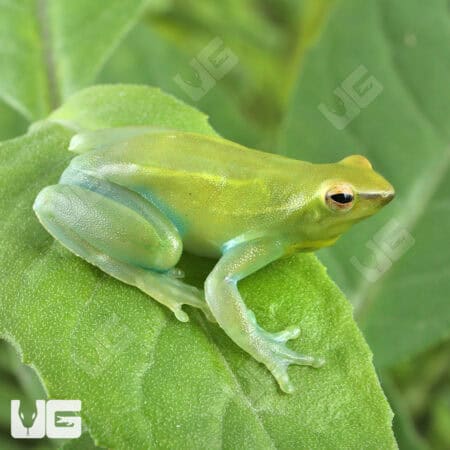 Hatchet Face Tree Frog (Sphaenorhynchus lacteus) For Sale - Underground Reptiles