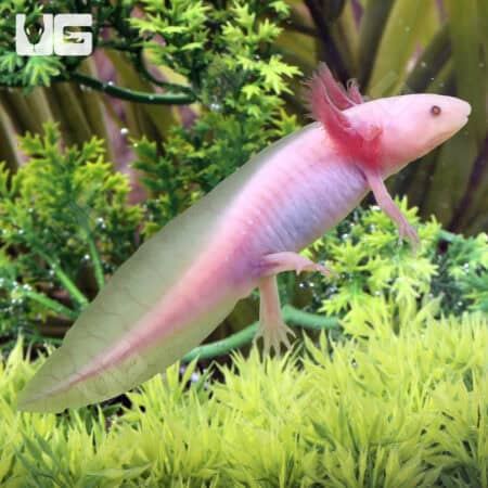 Hypo Melanistic Copper Axolotls For Sale - Underground Reptiles