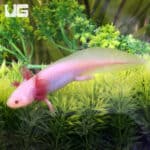 Hypo Melanistic Copper Axolotls For Sale - Underground Reptiles