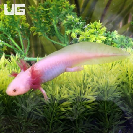 Hypo Melanistic Copper Axolotls For Sale - Underground Reptiles