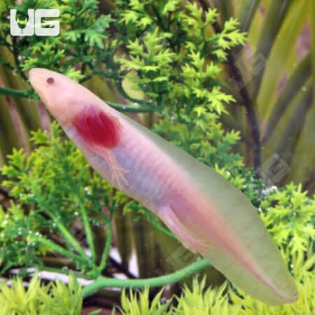 Hypo Melanistic Copper Axolotls For Sale - Underground Reptiles