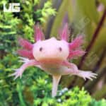 Hypo Melanistic Copper Axolotls For Sale - Underground Reptiles