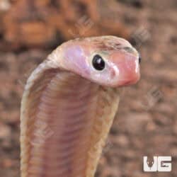 Baby Javan Pied Spitting Cobra (Naja sputatrix) For Sale - Underground Reptiles