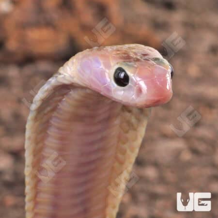 Baby Javan Pied Spitting Cobra (Naja sputatrix) For Sale - Underground Reptiles