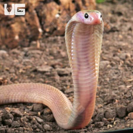 Baby Javan Pied Spitting Cobra (Naja sputatrix) For Sale - Underground Reptiles