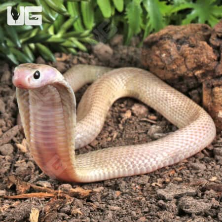 Baby Javan Pied Spitting Cobra (Naja sputatrix) For Sale - Underground Reptiles