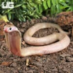 Baby Javan Pied Spitting Cobra (Naja sputatrix) For Sale - Underground Reptiles