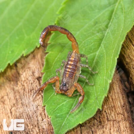 Keys Bark Scorpions For Sale - Underground Reptiles