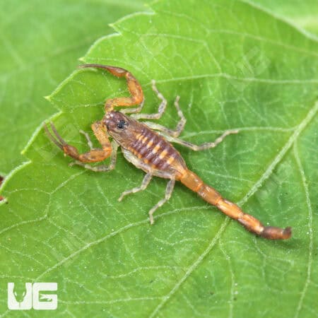 Keys Bark Scorpions For Sale - Underground Reptiles