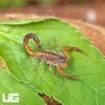 Keys Bark Scorpions For Sale - Underground Reptiles