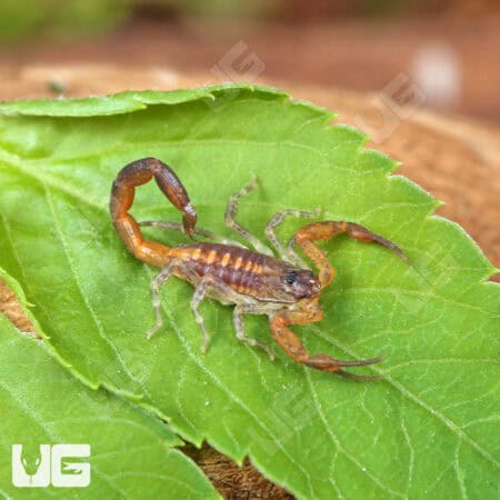 Keys Bark Scorpions For Sale - Underground Reptiles