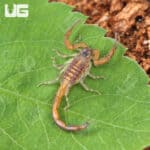 Keys Bark Scorpions For Sale - Underground Reptiles
