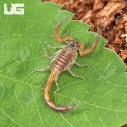 Keys Bark Scorpions For Sale - Underground Reptiles
