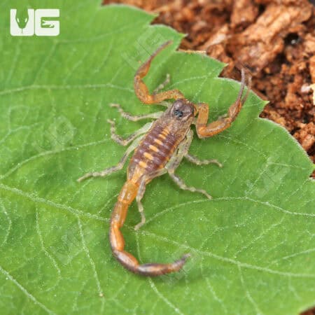 Keys Bark Scorpions For Sale - Underground Reptiles