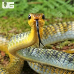 Male Golden Keelback Snakes for sale - Underground Reptiles