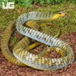 Male Golden Keelback Snakes for sale - Underground Reptiles