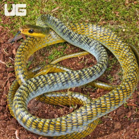 Male Golden Keelback Snakes for sale - Underground Reptiles