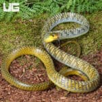 Male Golden Keelback Snakes for sale - Underground Reptiles