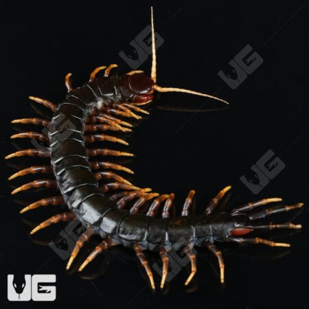 Mt. Slamet Giant Black Centipedes For Sale - Underground Reptiles