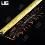 Mt. Slamet Giant Black Centipedes For Sale - Underground Reptiles