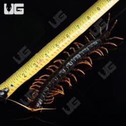 Mt. Slamet Giant Black Centipedes For Sale - Underground Reptiles