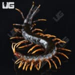 Giant black centipede with orange legs, native to Mt. Slamet, displayed on a black background.