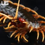 Mt. Slamet Giant Black Centipedes For Sale - Underground Reptiles