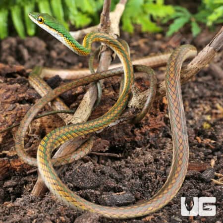 Parrot Snakes (Leptophis ahaetulla) For Sale - Underground Reptiles