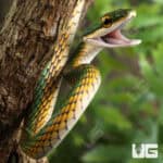Parrot Snakes (Leptophis ahaetulla) For Sale - Underground Reptiles