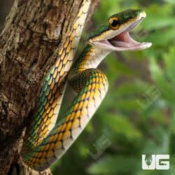 Parrot Snakes (Leptophis ahaetulla) For Sale - Underground Reptiles