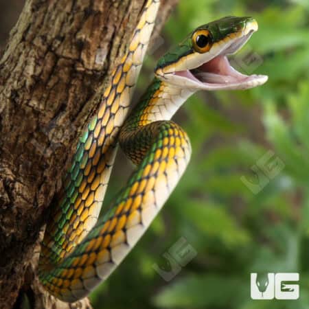Parrot Snakes (Leptophis ahaetulla) For Sale - Underground Reptiles