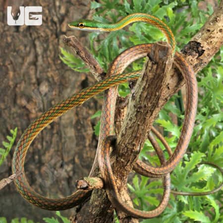 Parrot Snakes (Leptophis ahaetulla) For Sale - Underground Reptiles