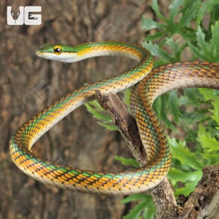 Parrot Snakes (Leptophis ahaetulla) For Sale - Underground Reptiles