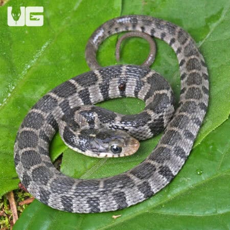 Plain Belly Water Snake for sale - Underground Reptiles