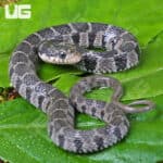 Plain Belly Water Snake for sale - Underground Reptiles