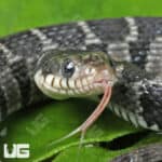 Plain Belly Water Snake for sale - Underground Reptiles