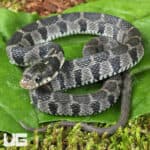 Plain Belly Water Snake for sale - Underground Reptiles