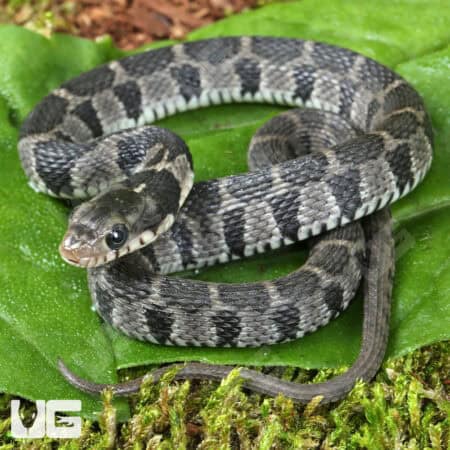 Plain Belly Water Snake for sale - Underground Reptiles