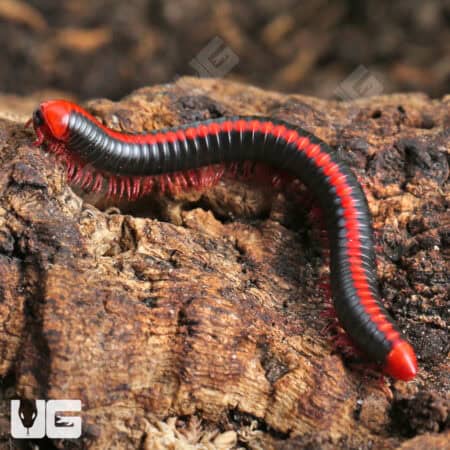 Close-up of a red-spined millipede on wood, showcasing vibrant colors.