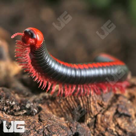 Close-up of a red-spined millipede on wood, showcasing vibrant colors and detailed body segments.