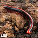 Close-up of a red-spined millipede on wood, showcasing vibrant colors.