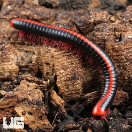 Close-up of a red-spined millipede on wood, showcasing vibrant colors.