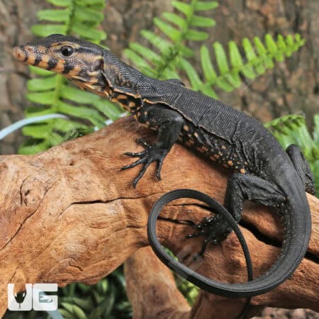 Baby Sulawesi Black Water Monitors For Sale - Underground Reptiles