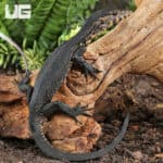 Baby Sulawesi Black Water Monitors For Sale - Underground Reptiles