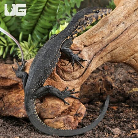 Baby Sulawesi Black Water Monitors For Sale - Underground Reptiles