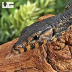 Baby Sulawesi Black Water Monitors For Sale - Underground Reptiles
